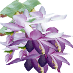 Kaktusi