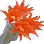 Kaktusi