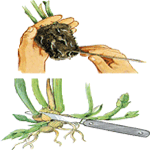 Kardamom