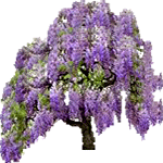 Kitajska glicinija