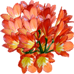 Klivija