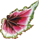 Kraljevska begonija