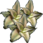Kriptant