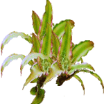 Kriptant