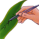 Kriptant