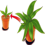 Kriptant