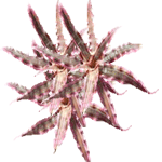 Kriptantus