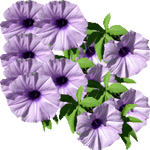Lepi slak