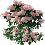 Azaleja