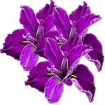 Mavrica