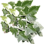 Navadni bršljan