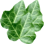 Navadni bršljan