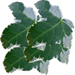 Navadni bršljan