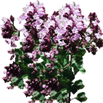 Navadni origano