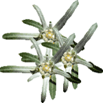 Navadni origano