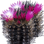 Neoporterija