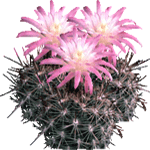 Neoporterija