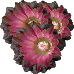 Neoporterija