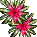 Nidularij