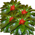 Nidularij