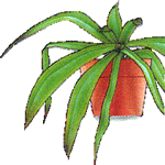 Nidularij