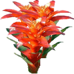 Nidularij