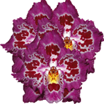 Odontioda