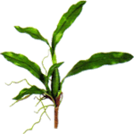 Odontioda