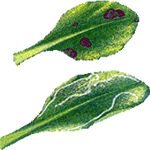 Okrasna marjetica