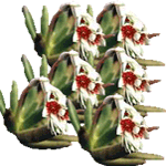 Pahifit