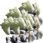 Pahifit
