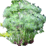 Papirni ciperus