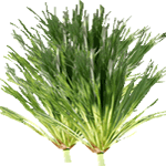 Papirni ciperus