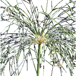 Papirni ciperus