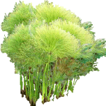 Papirni ciperus