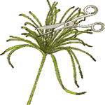 Papirni ciperus