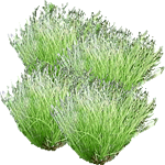 Papirni ciperus