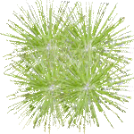 Papirni ciperus