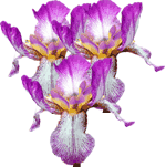 Perunika