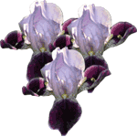 Perunika