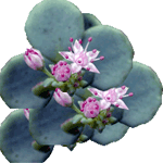 Pisanolistna homulica