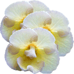 Pladnjevka