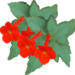 Pladnjevka
