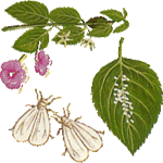 Pladnjevka