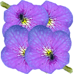 Pladnjevka