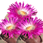 Pleiospilos