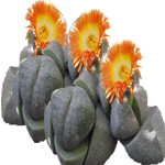 Pleiospilos