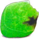 Pleiospilos