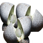 Pleiospilos