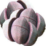 Pleiospilos